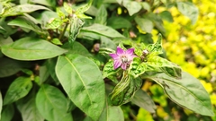 Capsicum pubescens