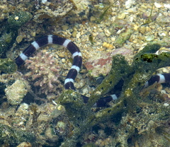 Leiuranus semicinctus