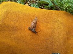 Ephemera vulgata