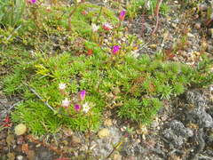 Limonium kraussianum