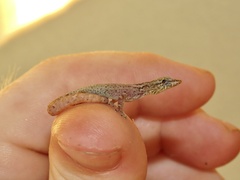 Sphaerodactylus graptolaemus