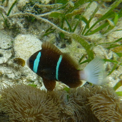 Amphiprion akindynos