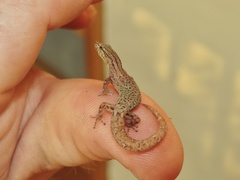 Sphaerodactylus graptolaemus