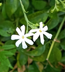 Trachelospermum jasminoides