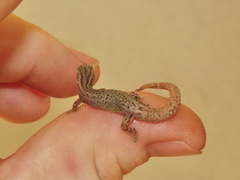Sphaerodactylus graptolaemus