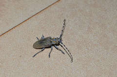 Celosterna scabrator