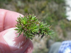 Limonium kraussianum