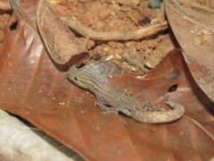 Sphaerodactylus graptolaemus