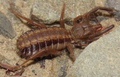 Mummuciidae