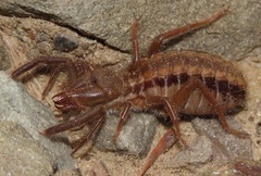 Mummuciidae