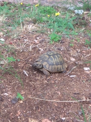 Testudo hermanni