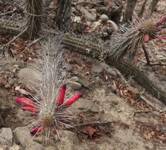 Cleistocactus candelilla