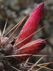 Cleistocactus candelilla