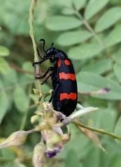 Hycleus biundulatus