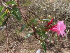 Mandevilla