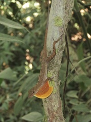 Anolis osa