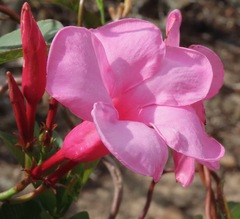 Mandevilla