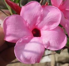 Mandevilla