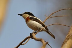 Batis senegalensis