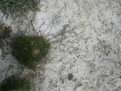 Limonium kraussianum