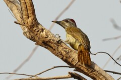 Campethera punctuligera