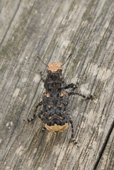 Platyrhinus resinosus