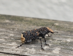 Platyrhinus resinosus