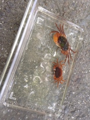 Geothelphusa dehaani