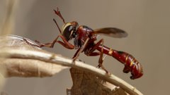 Physocephala marginata