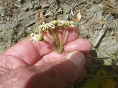 Pelargonium lobatum