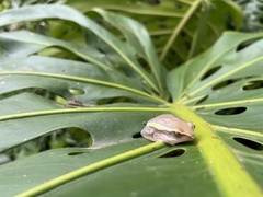 Hyperolius semidiscus