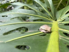 Hyperolius semidiscus