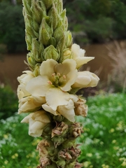 Verbascum thapsus thapsus