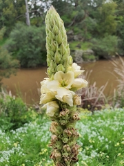 Verbascum thapsus thapsus