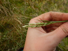 Deschampsia cespitosa cespitosa