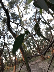 Eucalyptus radiata