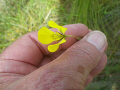 Moraea bellendenii