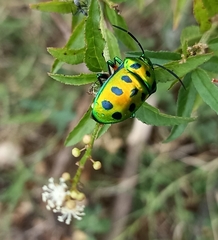 Chrysocoris stollii
