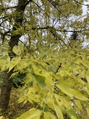 Fraxinus excelsior