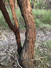 Eucalyptus radiata