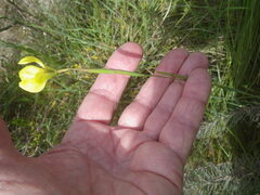 Moraea bellendenii