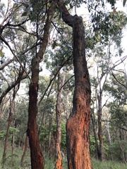 Eucalyptus radiata