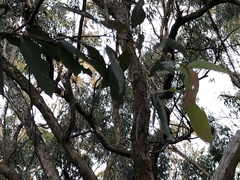 Eucalyptus radiata