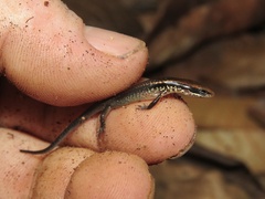 Scincella cherriei