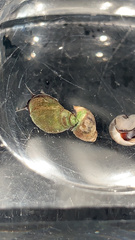 Melarhaphe neritoides