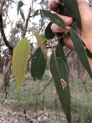 Eucalyptus radiata