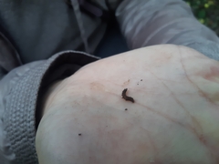 Athericidae