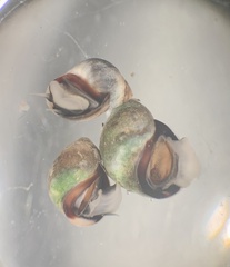 Melarhaphe neritoides