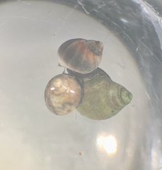 Melarhaphe neritoides
