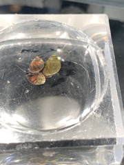 Melarhaphe neritoides